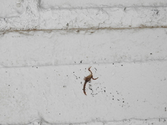 Centruroides ornatus