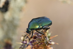 Protaetia angustata