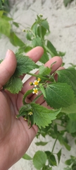 Galinsoga quadriradiata