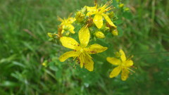 Hypericum perforatum perforatum