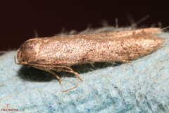 Blastobasis maroccanella