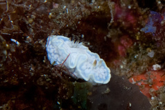 Glossodoris