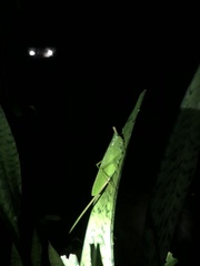 Copiphora