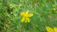 Hypericum perforatum perforatum