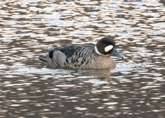 Speculanas specularis