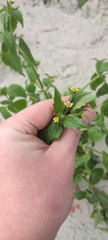 Galinsoga quadriradiata