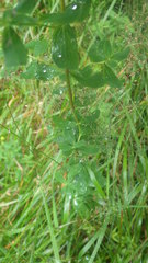 Hypericum perforatum perforatum