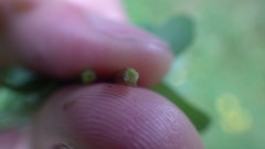 Hypericum perforatum perforatum