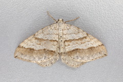 Perizoma parallelolineatum