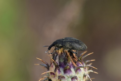 Protaetia angustata