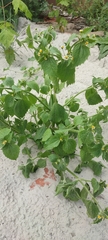 Galinsoga quadriradiata