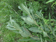 Salix pseudomedemii