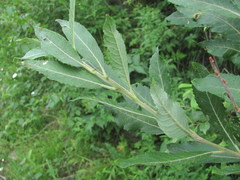 Salix pseudomedemii