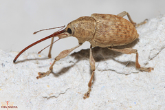 Curculio elephas