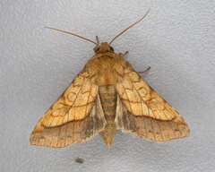 Pyrrhia