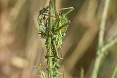 Ephippiger discoidalis