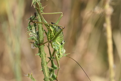 Ephippiger discoidalis