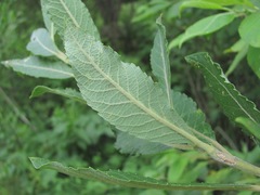 Salix pseudomedemii