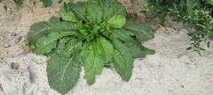 Carduus crispus