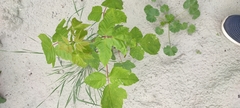 Acer negundo