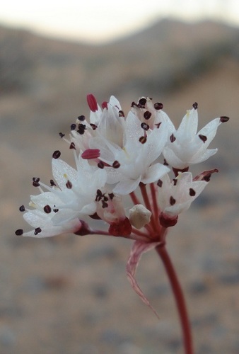 Gariep Snowflake (Strumaria bidentata)