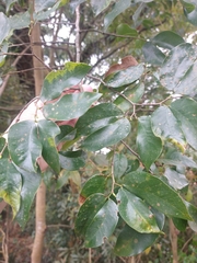 Hymenaea