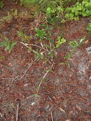 Pterocaulon pycnostachyum