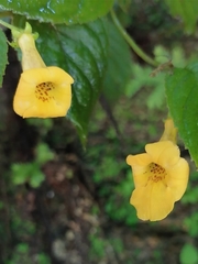 Achimenes flava