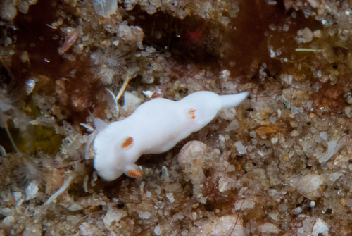 Verconia simplex