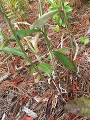 Pterocaulon pycnostachyum
