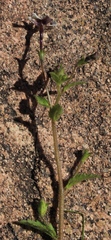 Jamesbrittenia racemosa
