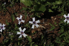 Jamesbrittenia racemosa