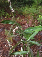 Pterocaulon pycnostachyum