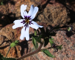 Jamesbrittenia racemosa
