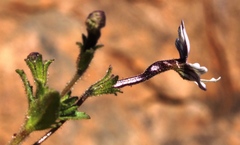 Jamesbrittenia racemosa