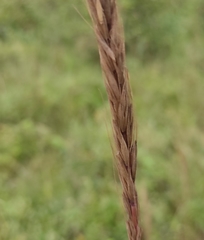 Elymus gmelinii