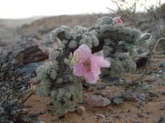 Monsonia multifida