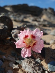 Monsonia multifida