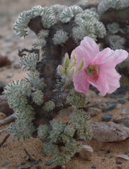Monsonia multifida