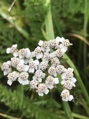 Achillea millefolium