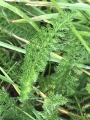 Achillea millefolium