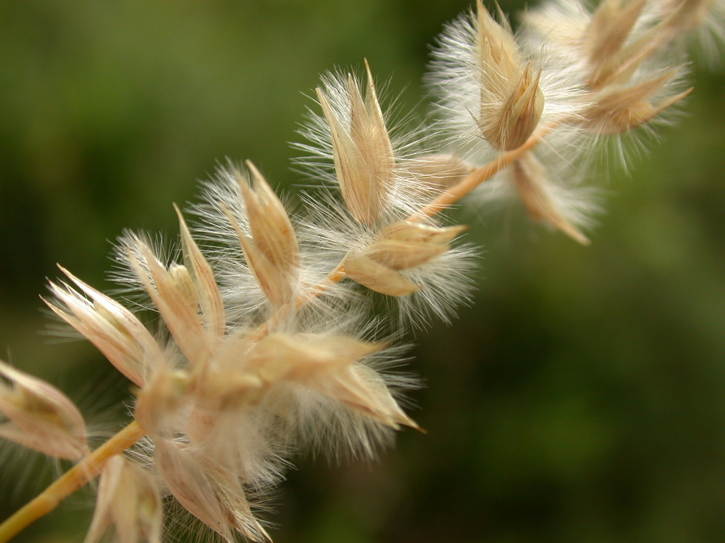 Eyelash Grass