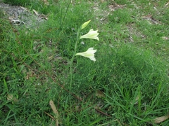 Gladiolus tristis