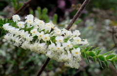 Struthiola hirsuta