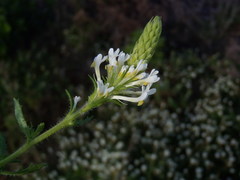 Dischisma ciliatum erinoides