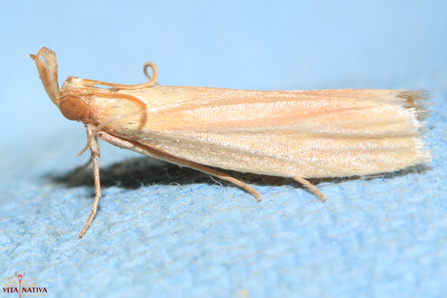 Hypsotropa vazquezi