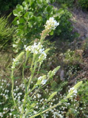 Dischisma ciliatum erinoides