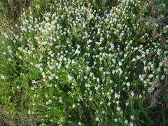 Dischisma ciliatum erinoides