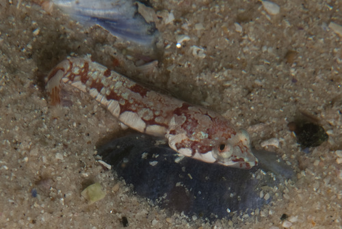 Apletodon pellegrini (Chabanaud, 1925)