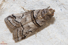 Acrobasis romanella